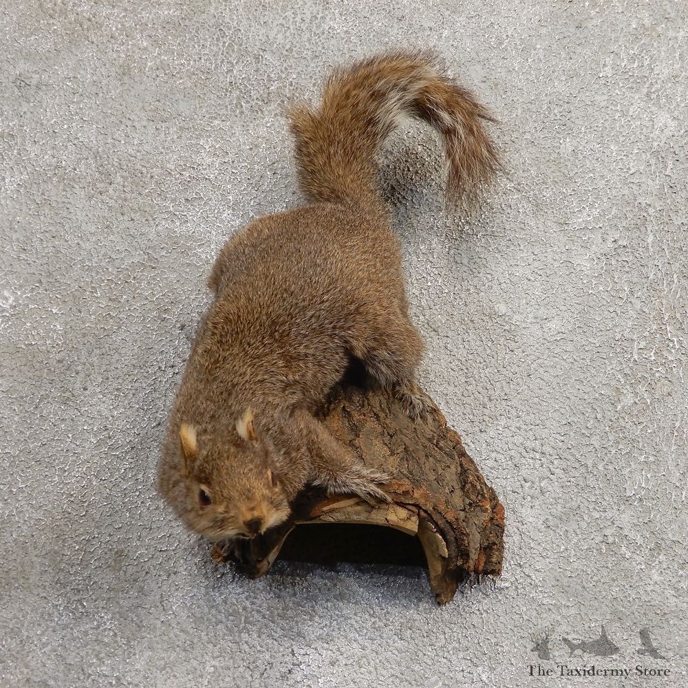 Grey Squirrel Life-Size Mount For Sale #21026 @ The Taxidermy Store