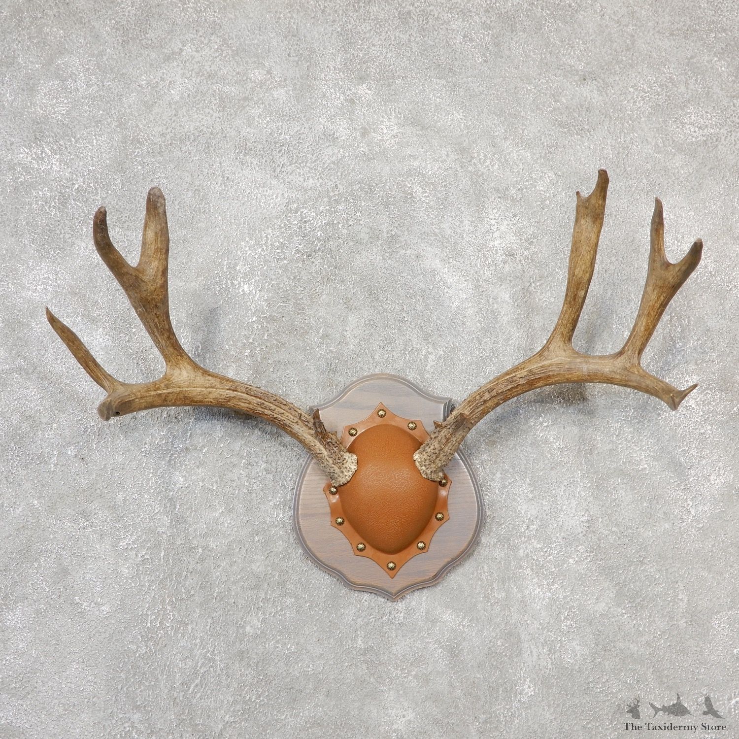 Mule Deer Taxidermy Antler Plaque #19105 For Sale @ The Taxidermy Store