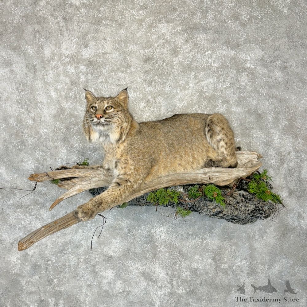 Bobcat Life-Size Mount For Sale #29788 @ The Taxidermy Store