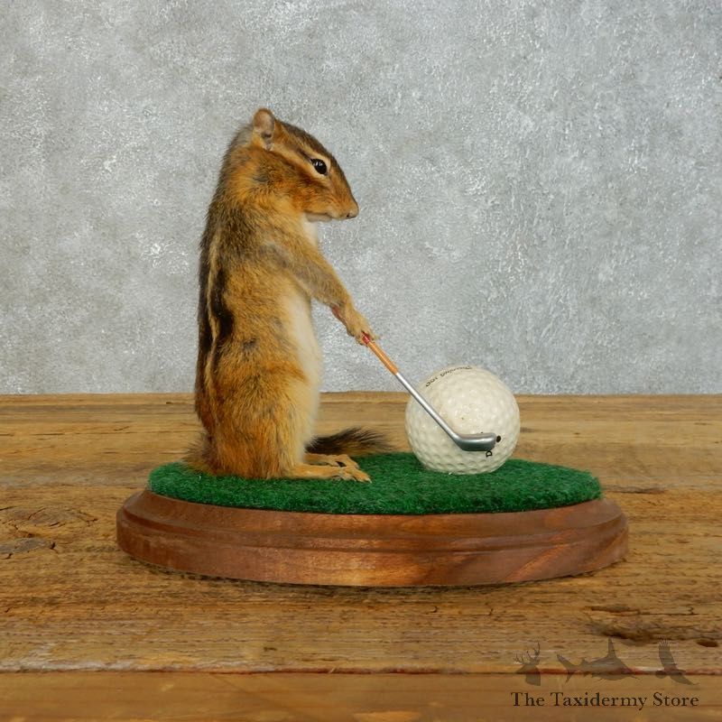Golfing Squirrel Novelty Mount For Sale #18472 @ The Taxidermy Store