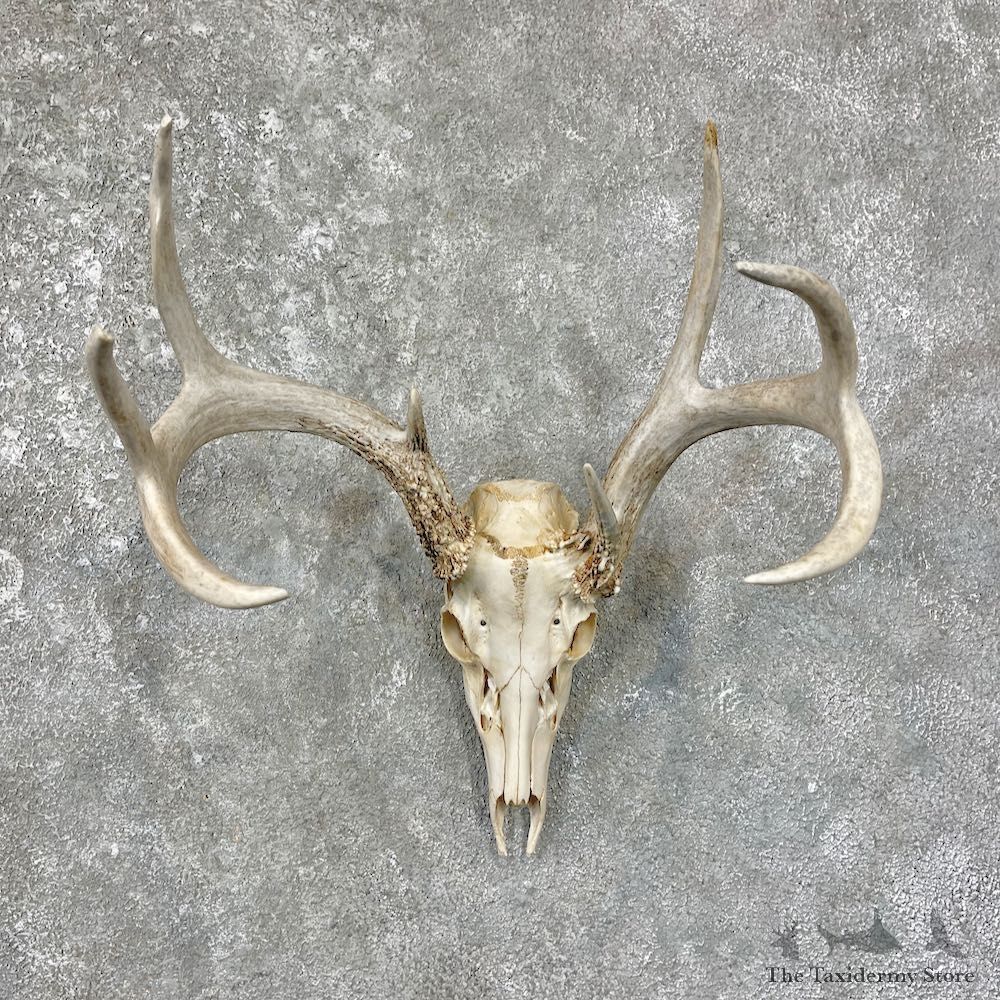 Whitetail Deer Skull European Mount For Sale #25671 @ The Taxidermy Store