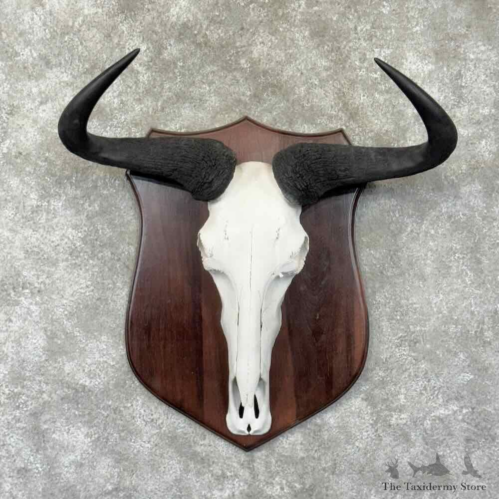 Blue Wildebeest Skull Horns European Mount For Sale #30792 @ The Taxidermy Store