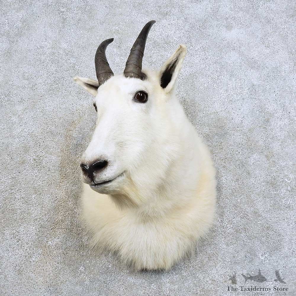 Mountain Goat Shoulder Mount For Sale #15973 @ The Taxidermy Store