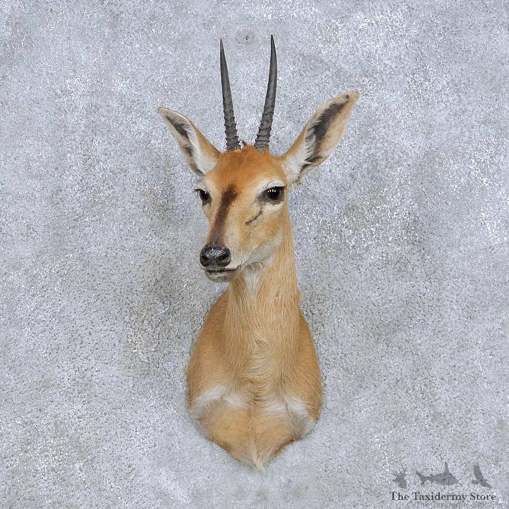 Grey Duiker Shoulder Mount For Sale #13966 @ The Taxidermy Store