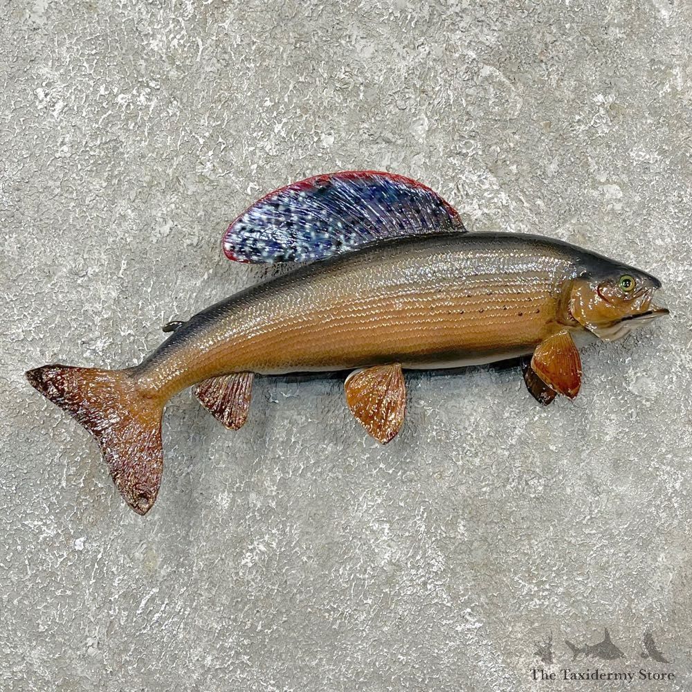 Arctic Grayling Fish Mount For Sale #24387 @ The Taxidermy Store