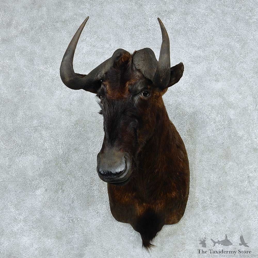 African Black Wildebeest Shoulder Mount #13791 For Sale @ The Taxidermy Store