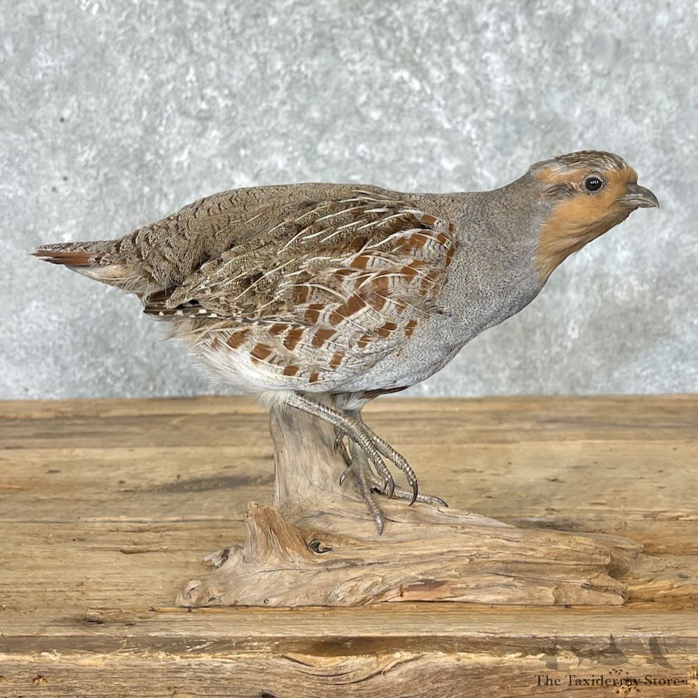 Hungarian Partridge Bird Mount For Sale #27595 @ The Taxidermy Store
