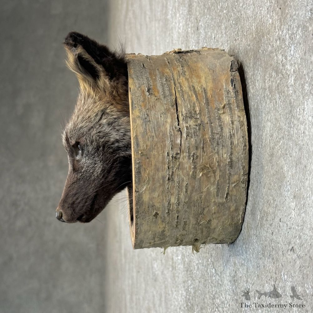 Silver Fox Head Mount For Sale #29692 @ The Taxidermy Store