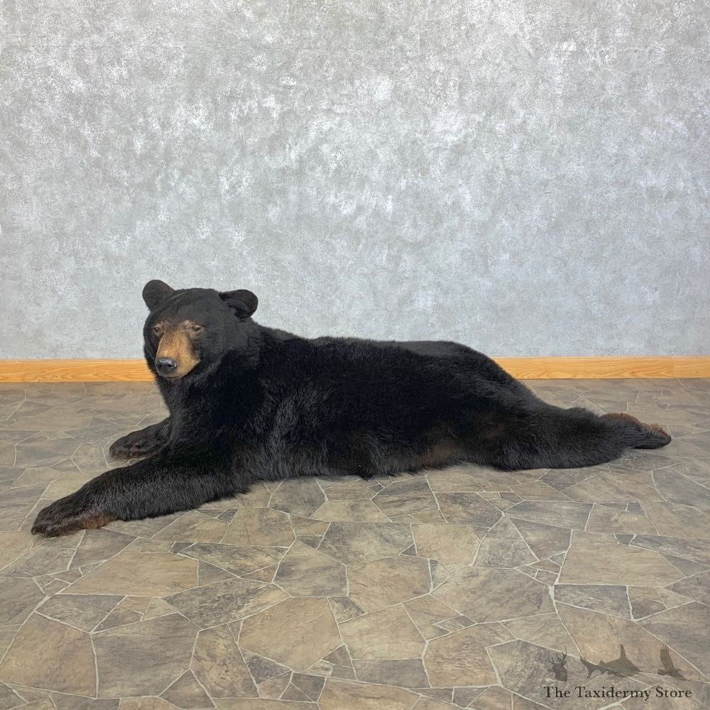 Black Bear Life-Size Taxidermy Mount For Sale #22873 @ The Taxidermy Store