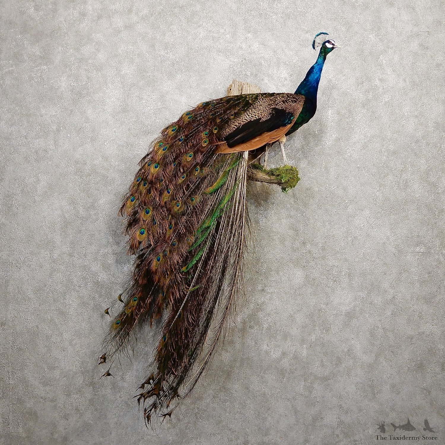 Indian Peacock Bird Mount For Sale #19932 @ The Taxidermy Store