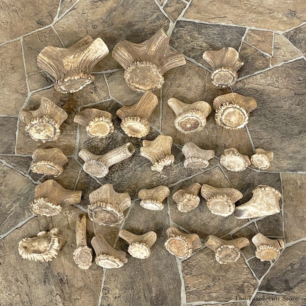 Mixed Antler Burr Craft Pack For Sale #25111 @ The Taxidermy Store