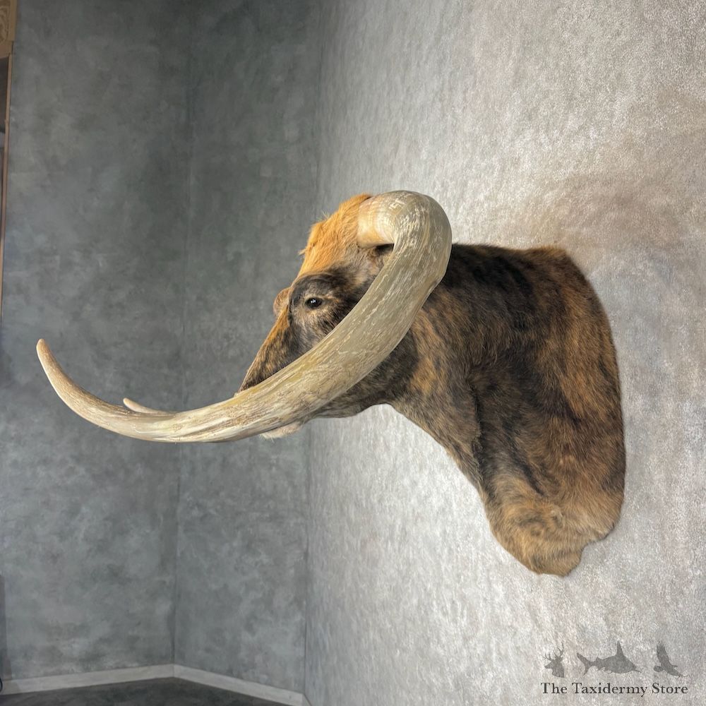 Longhorn Steer Shoulder Mount For Sale #30144 @ The Taxidermy Store