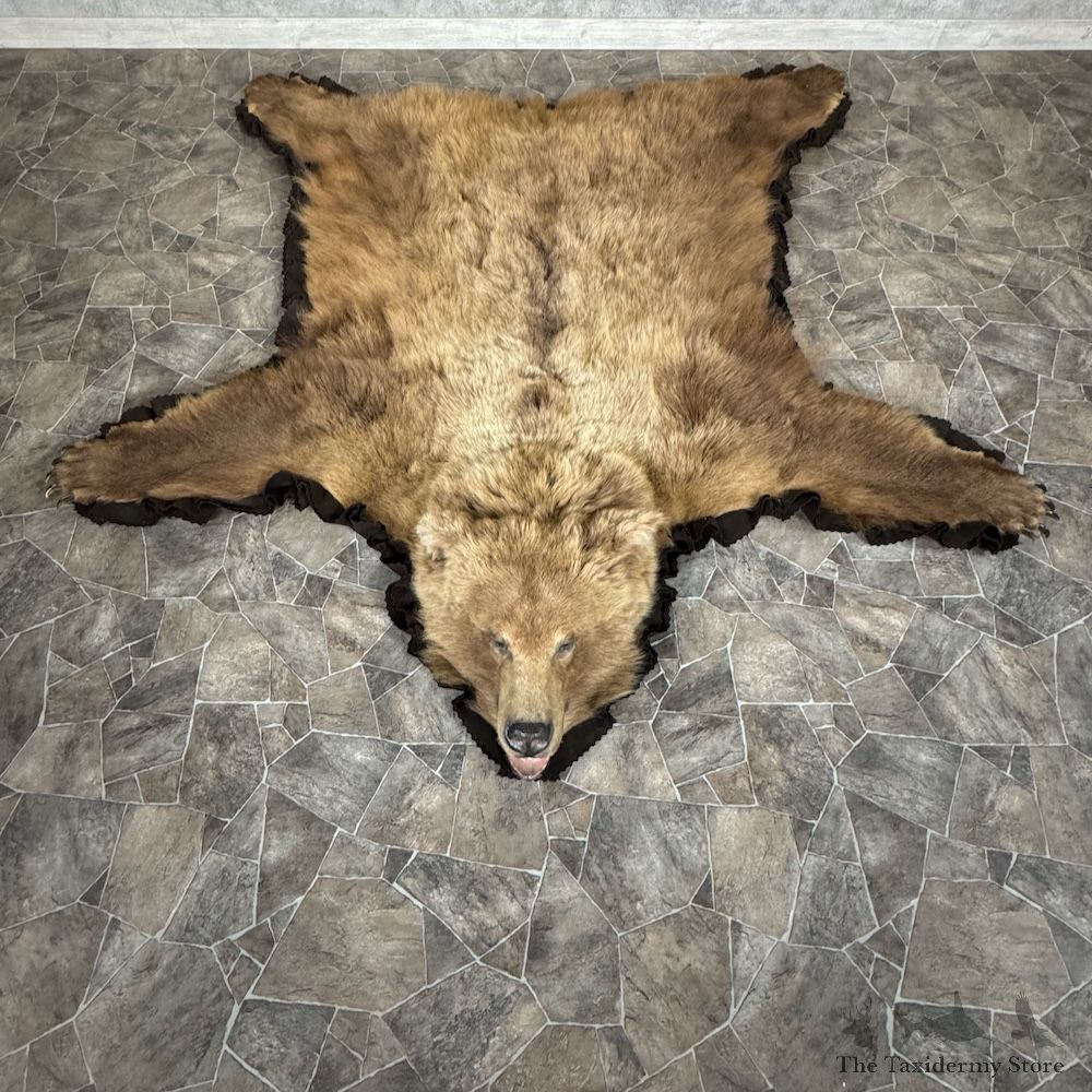 Grizzly Bear Full Size Rug Mount For Sale #29315 @ The Taxidermy Store