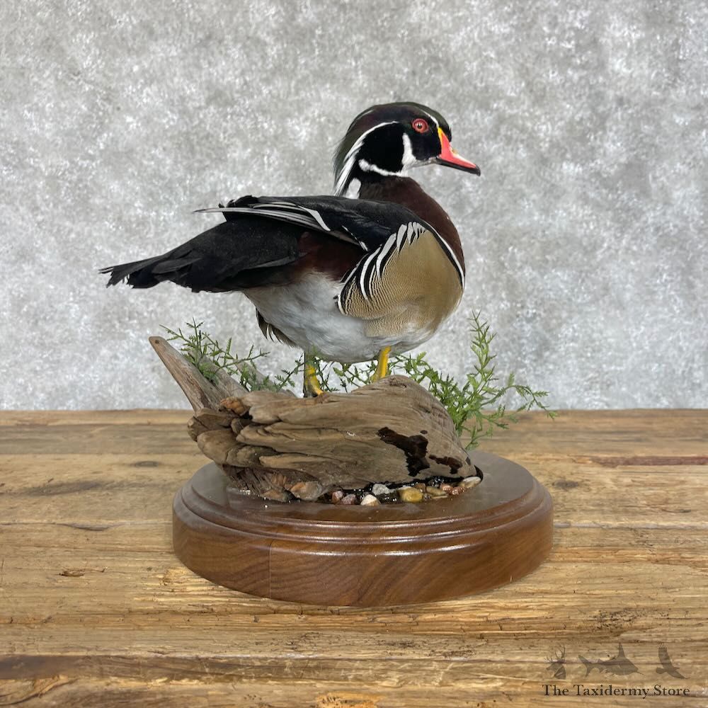Wood Duck Bird Mount For Sale #28537 - The Taxidermy Store