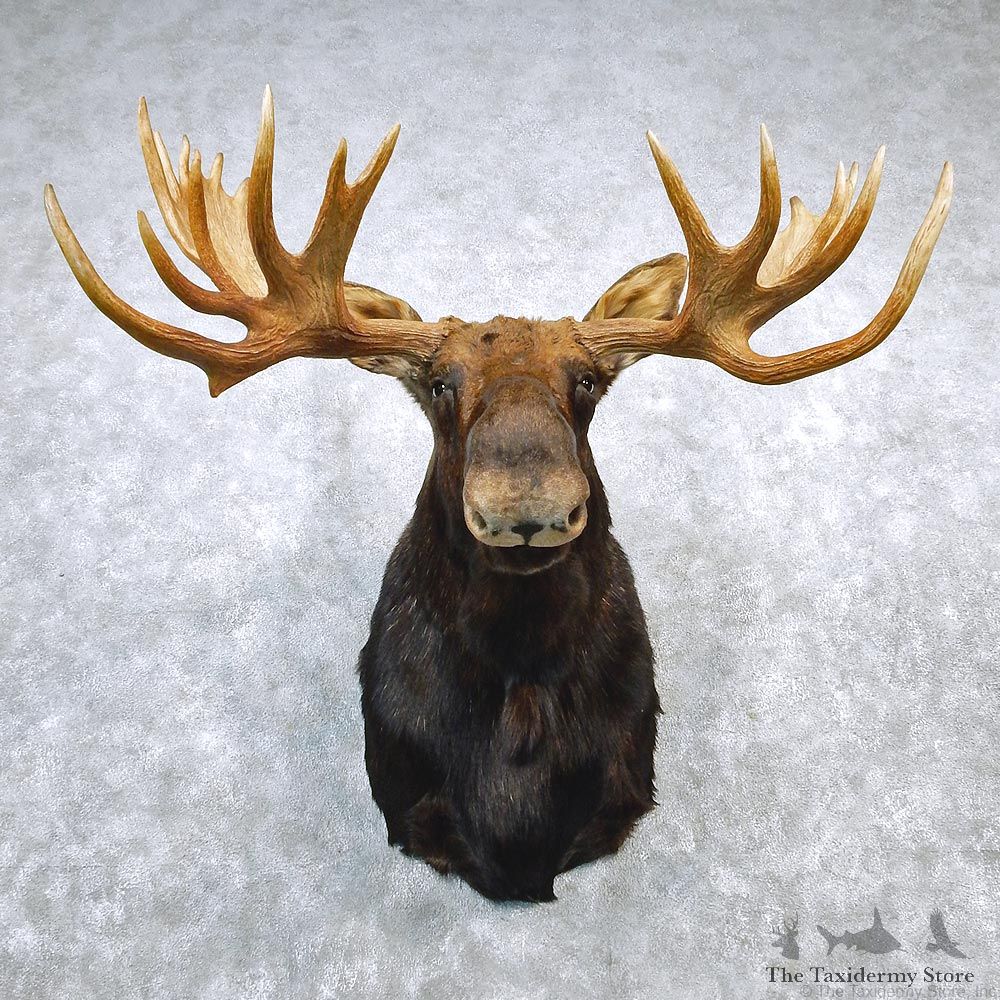 Alaskan Moose Shoulder Taxidermy Head Mount #12666 For Sale @ The Taxidermy Store