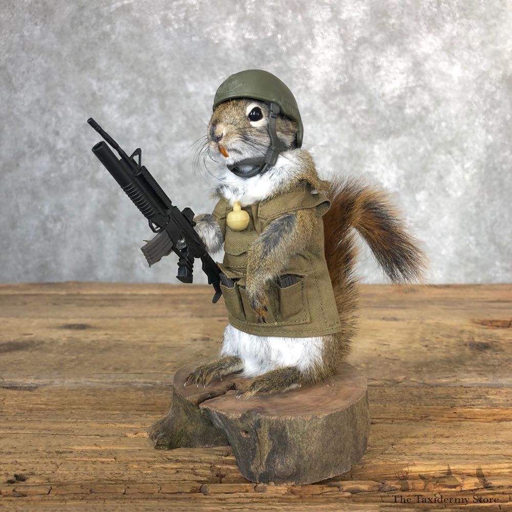 Patriot Squirrel Novelty Mount For Sale #18907 @ The Taxidermy Store