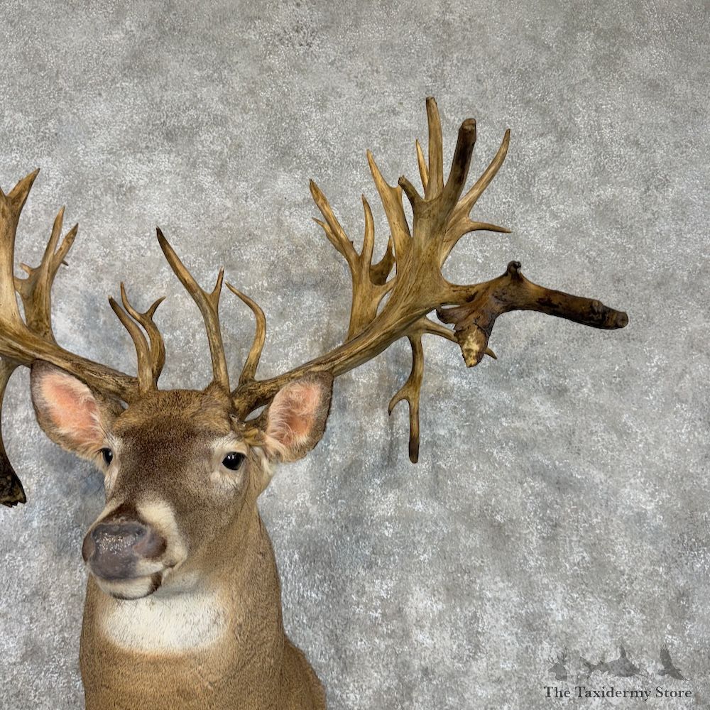 Whitetail Deer Shoulder Mount For Sale #29993 @ The Taxidermy Store