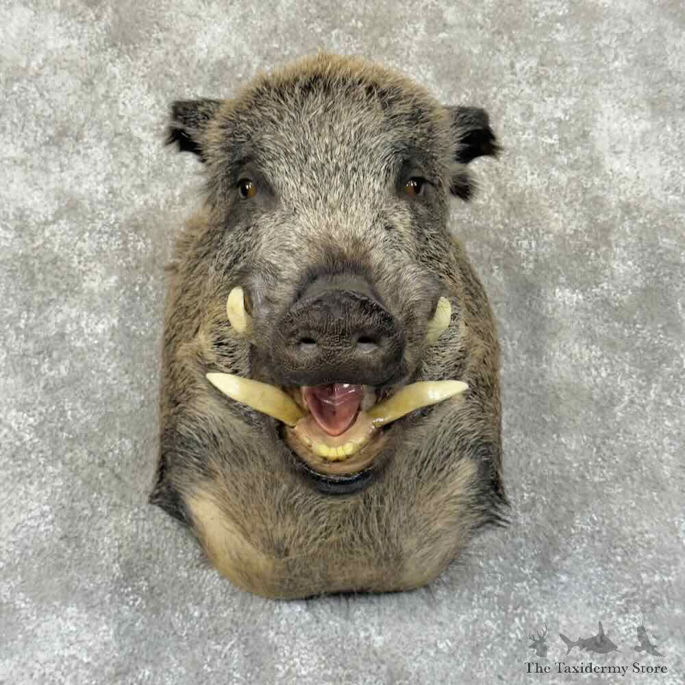 Wild Boar Shoulder Mount For Sale #30859 @ The Taxidermy Store