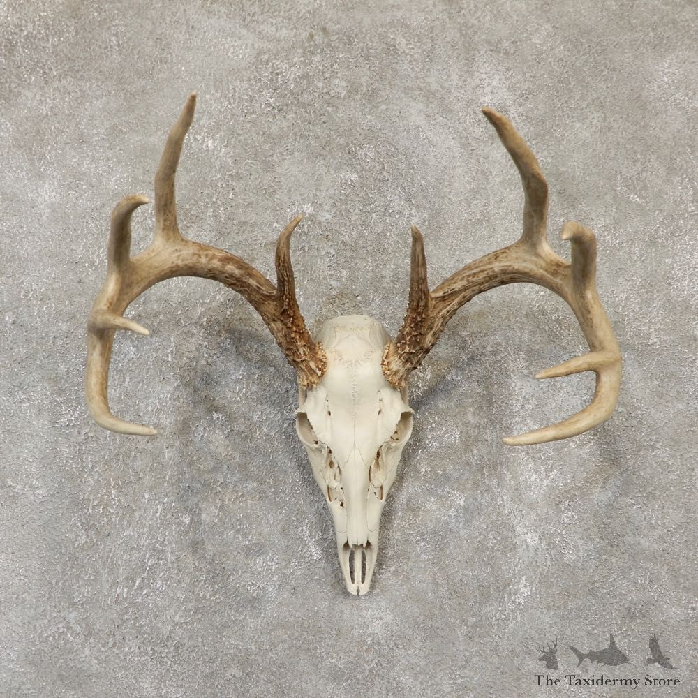Whitetail Deer Skull European Mount For Sale #20098 @ The Taxidermy Store