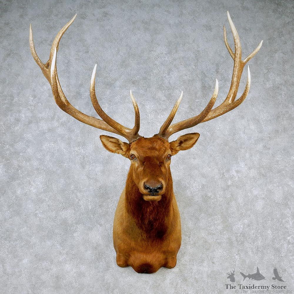 Rocky Mountain Elk Shoulder Taxidermy Head Mount #12606 For Sale @ The Taxidermy Store