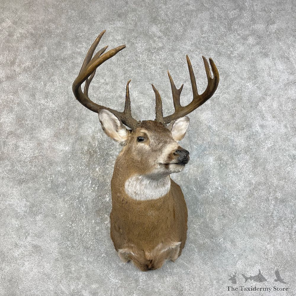 Whitetail Deer Shoulder Mount For Sale #25829 - The Taxidermy Store