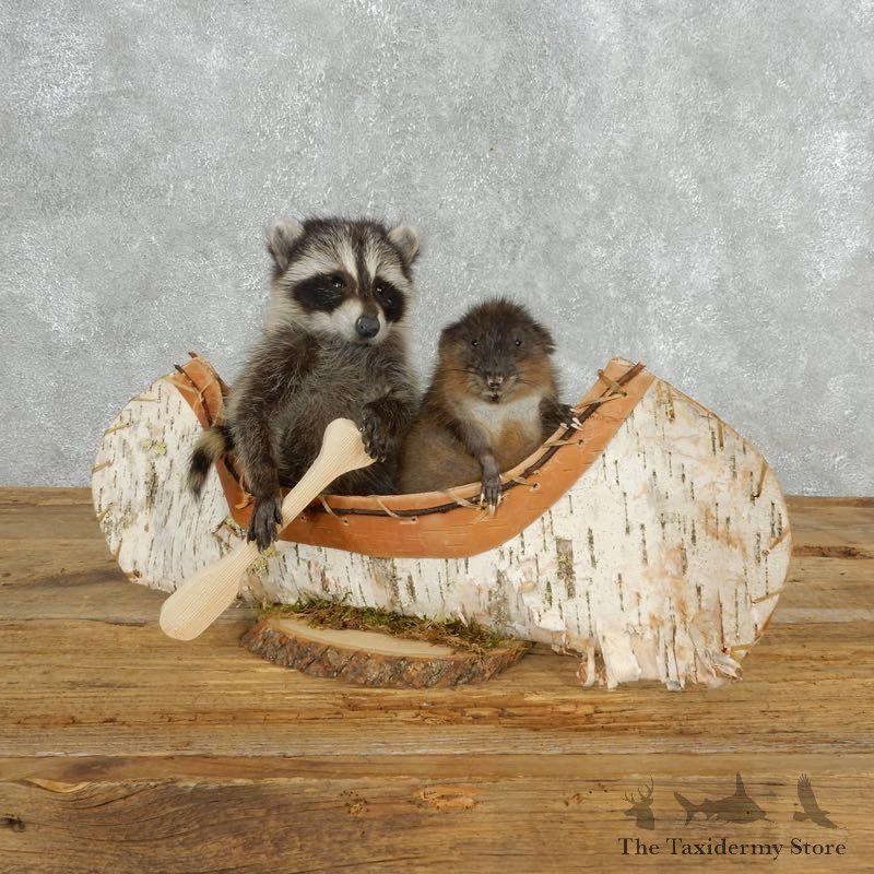 Canoeing Muskrat and Raccoon Novelty Mount For Sale #18153 @ The Taxidermy Store