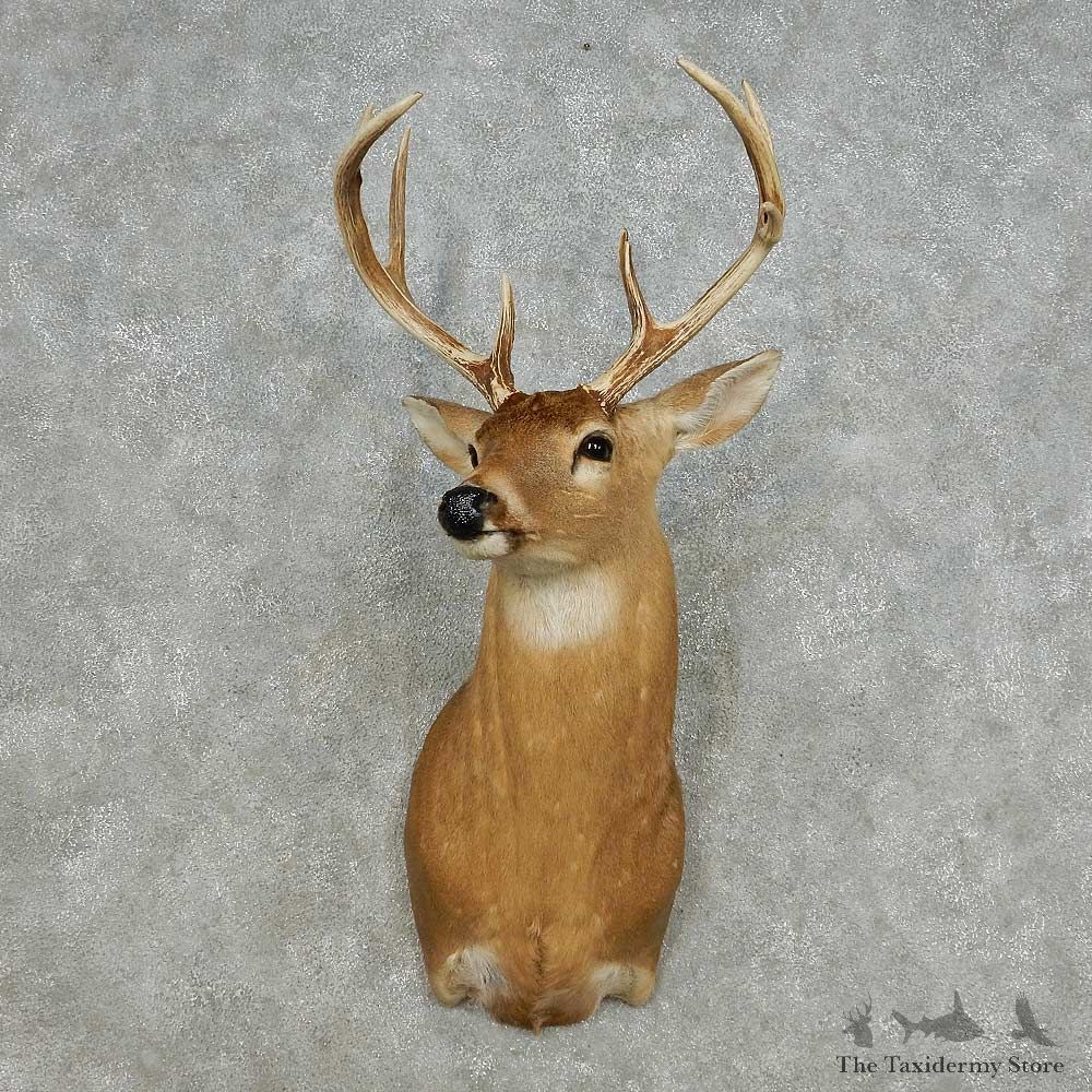 Whitetail Deer Taxidermy Shoulder Mount For Sale #14123 @ The Taxidermy Store