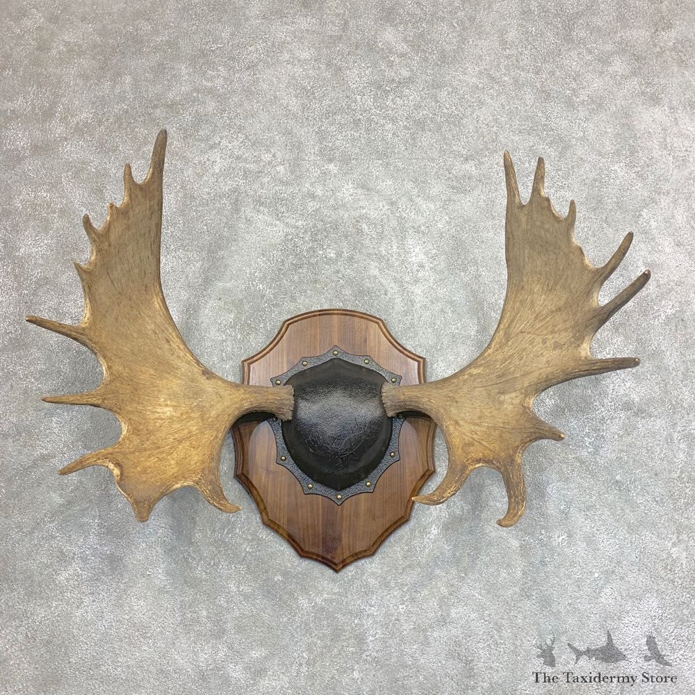Moose Antler Plaque For Sale #21935 @ The Taxidermy Store