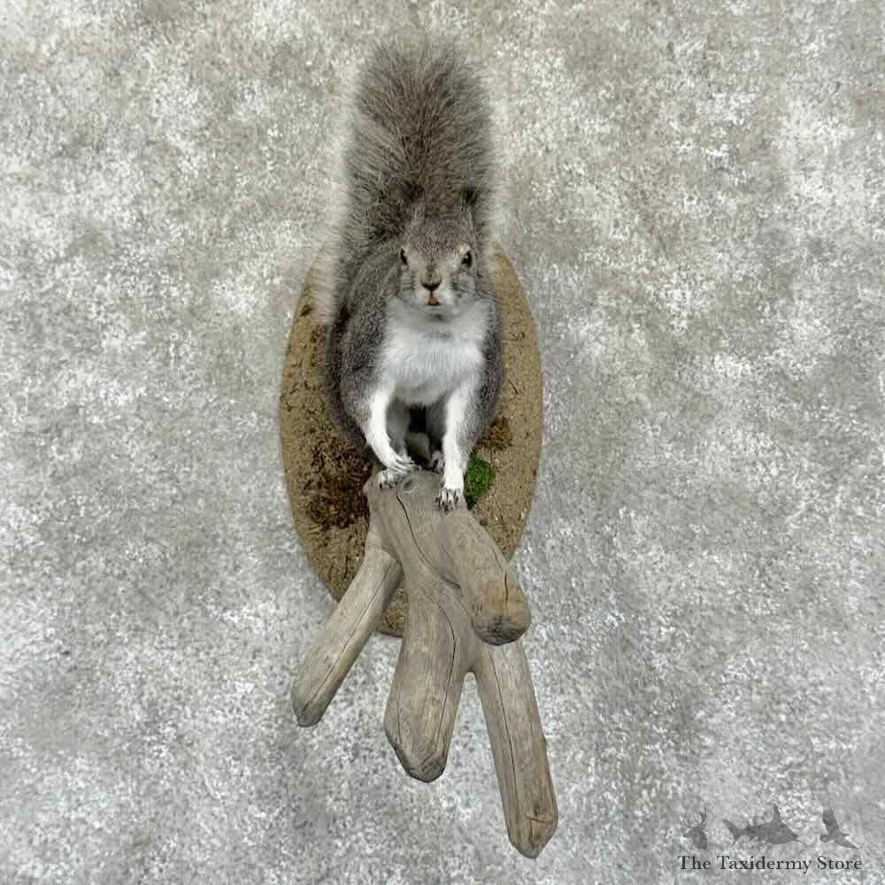 Kaibab Squirrel Life-Size Mount For Sale #31367 @ The Taxidermy Store