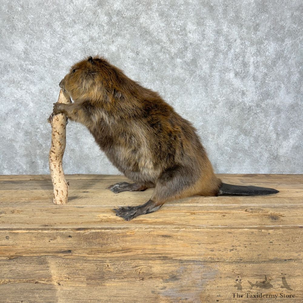 North American Beaver Mount For Sale #29345 @ The Taxidermy Store