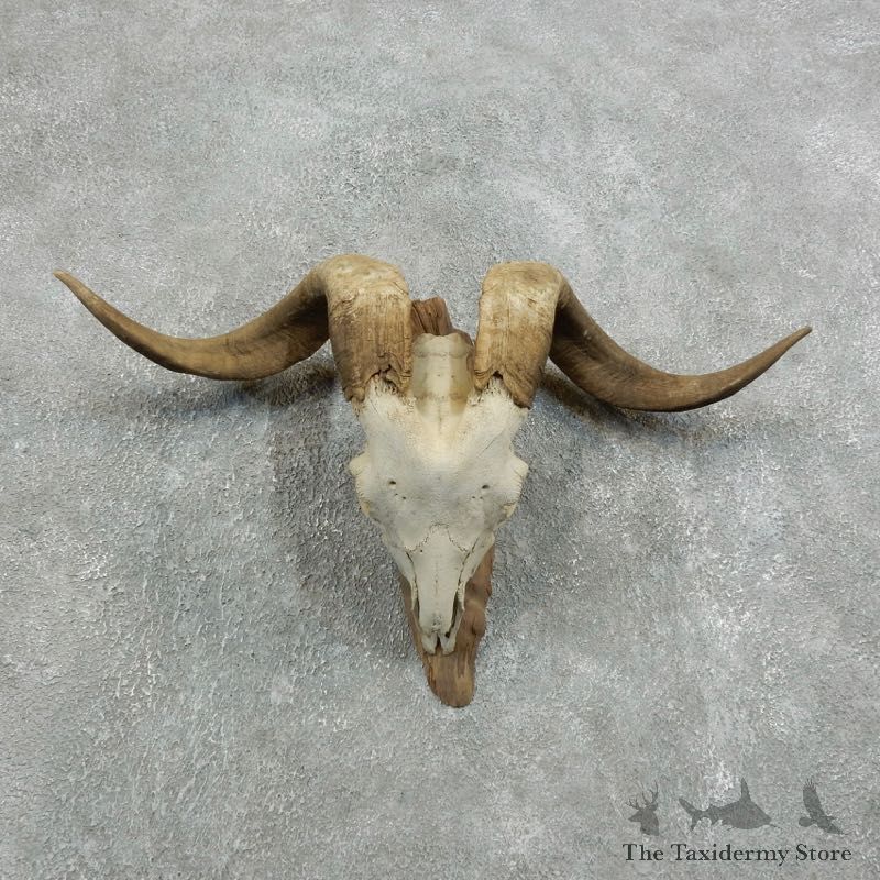 Catalina Goat Horn Mount For Sale #18334 @ The Taxidermy Store