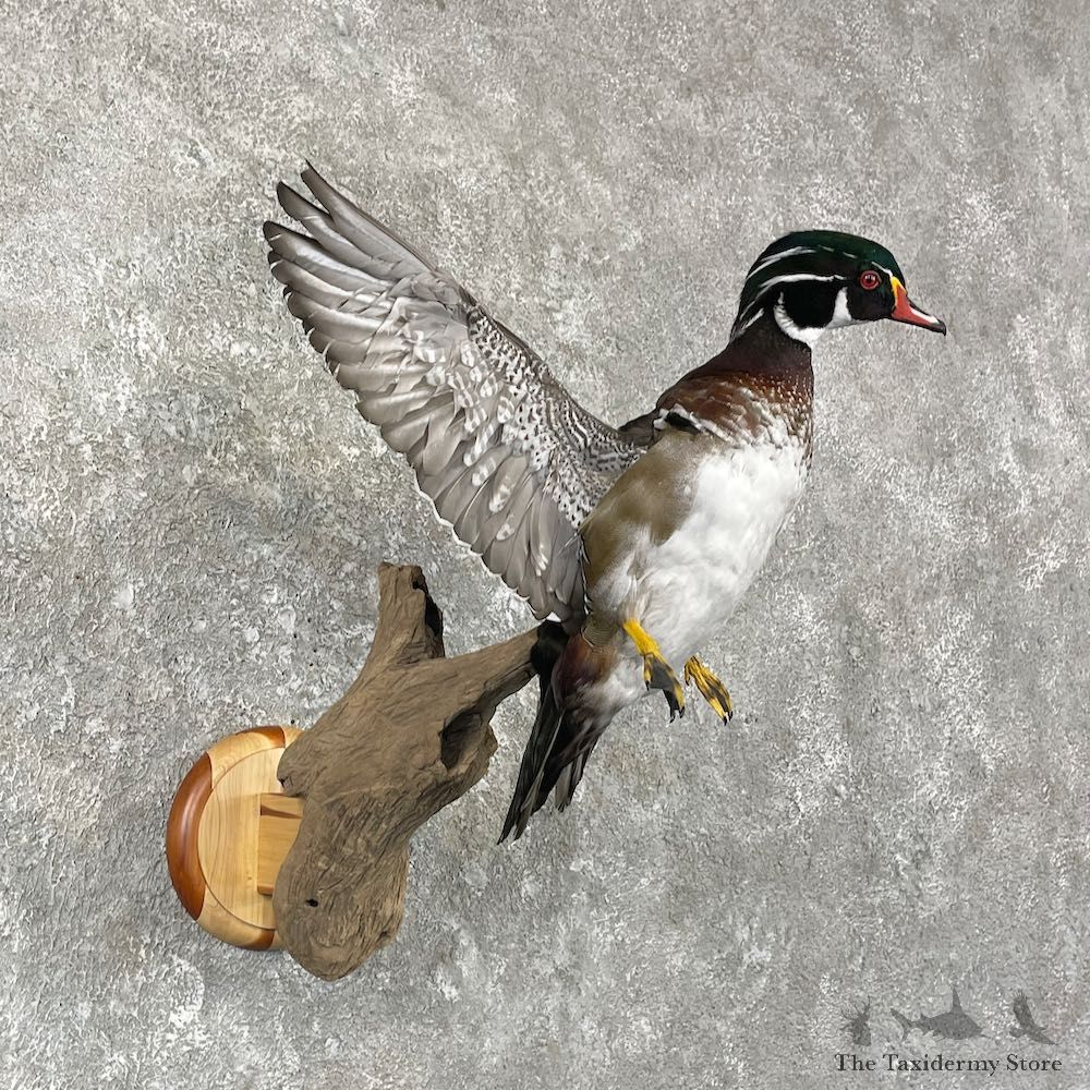Wood Duck Taxidermy Bird Mount For Sale #26034 @ The Taxidermy Store