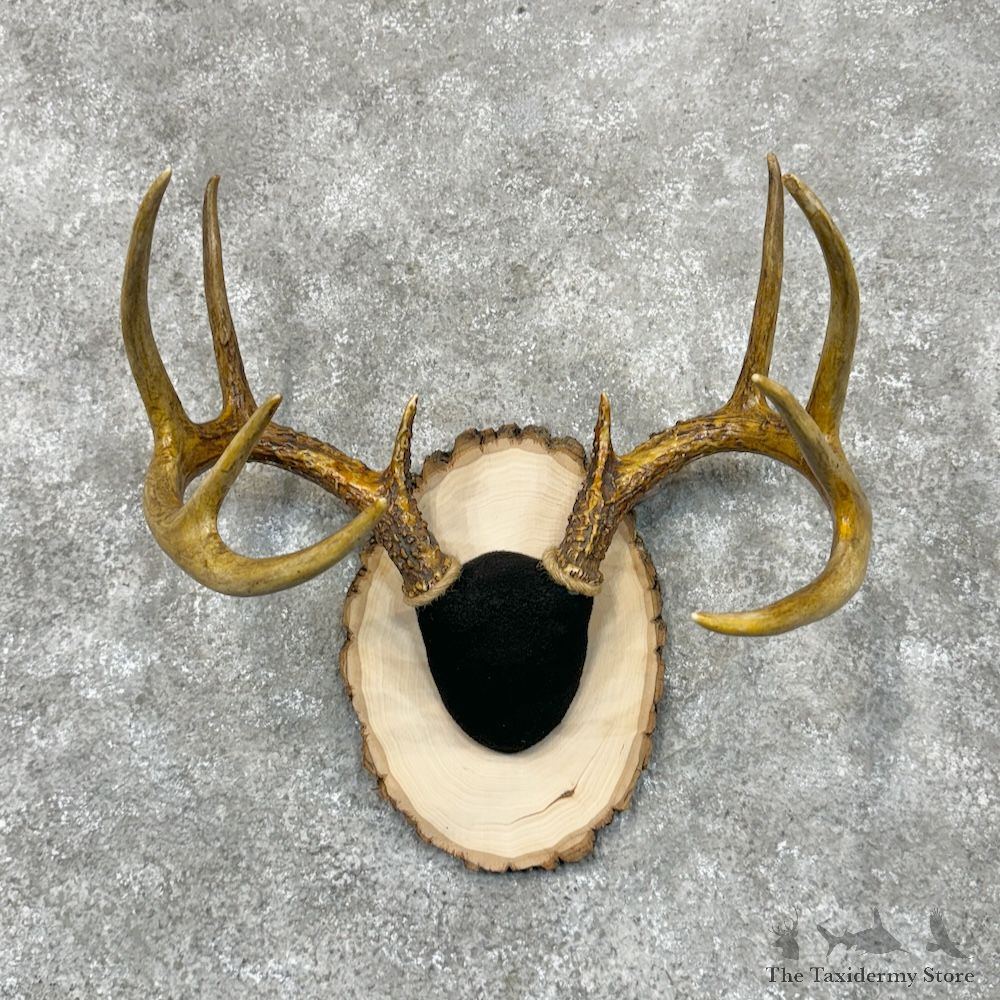 Whitetail Deer Antler Plaque Mount For Sale #29543 @ The Taxidermy Store