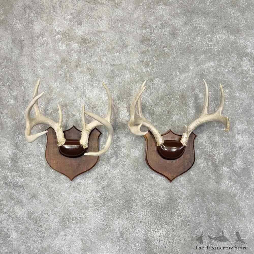 Whitetail Deer Antler Plaque Pair For Sale #30337 @ The Taxidermy Store