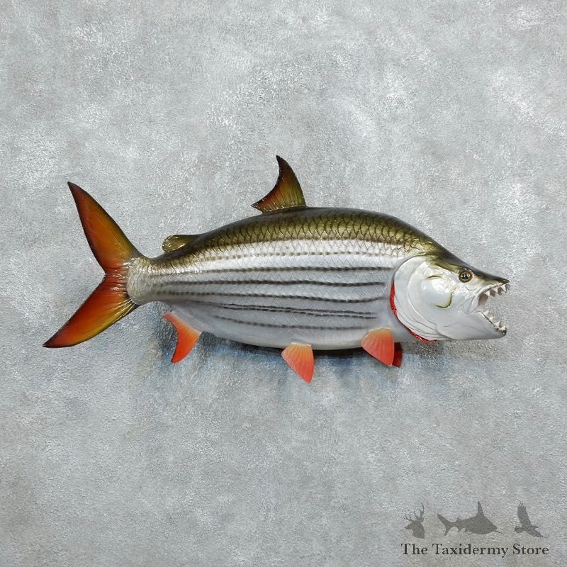 African Tigerfish Taxidermy Mount #18275 For Sale @ The Taxidermy Store