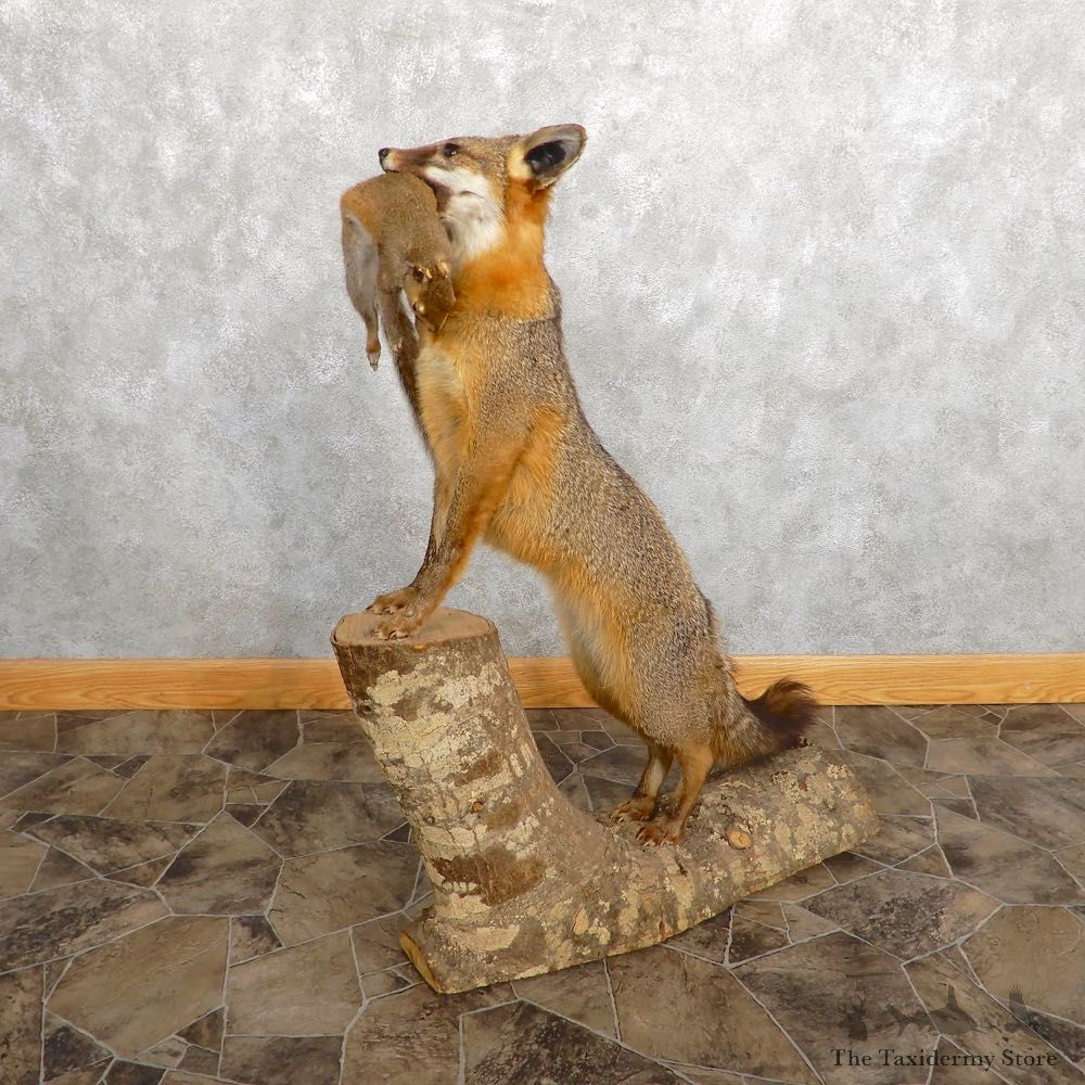 Grey Fox With Squirrel Life-Size Mount For Sale #18888 @ The Taxidermy Store