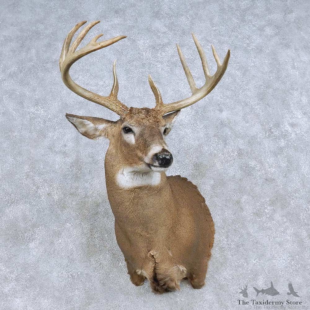 Whitetail Deer Shoulder Mount For Sale #14844 @ The Taxidermy Store