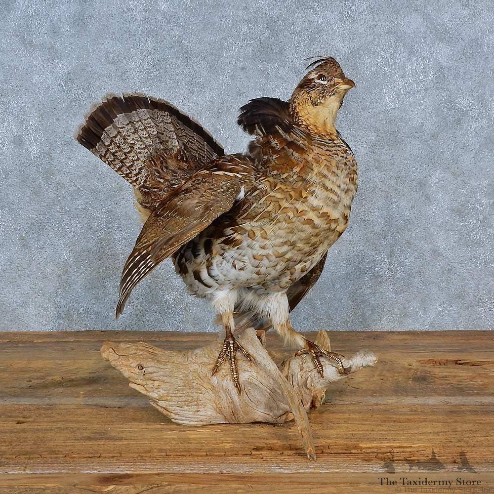 Ruffed Grouse Bird Mount For Sale #15415 @ The Taxidermy Store