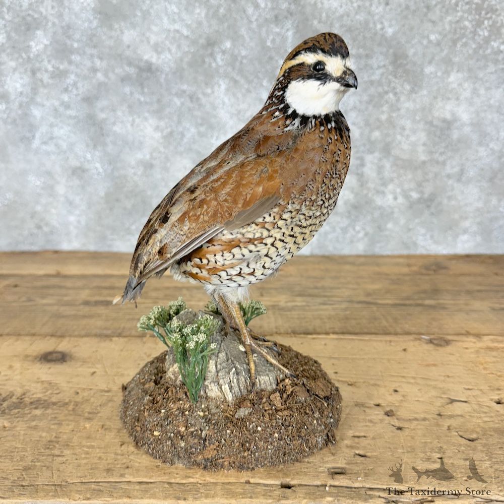 Bobwhite Quail Bird Mount For Sale #29619 @ The Taxidermy Store