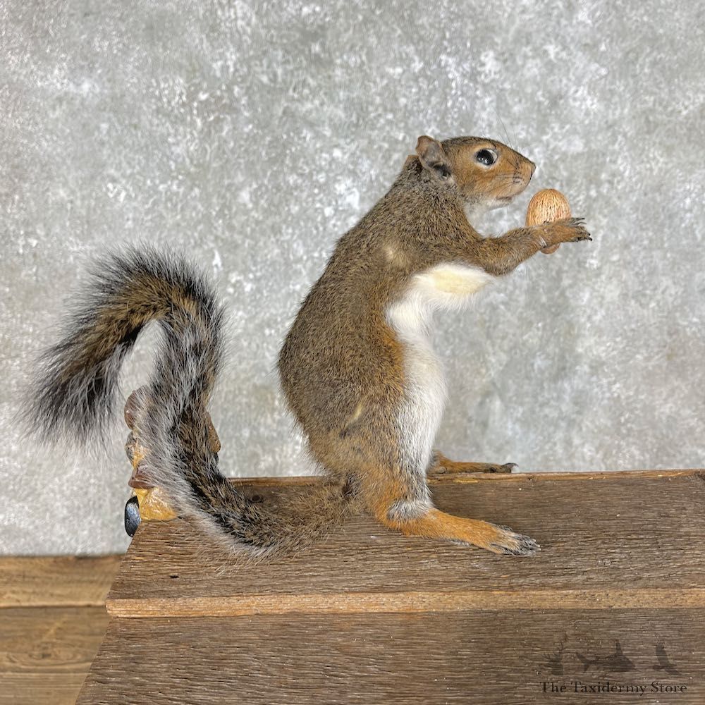 Squirrel Novelty Mount For Sale #25458 @ The Taxidermy Store