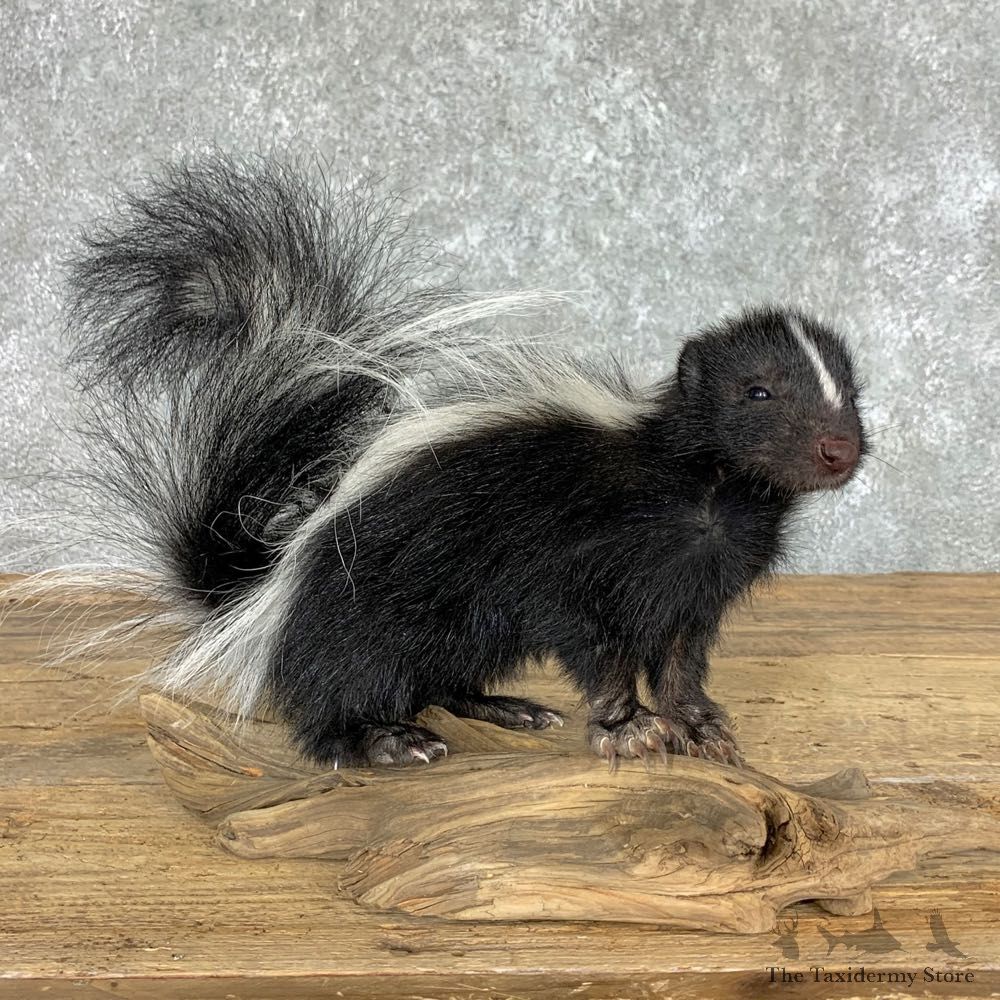 Adolescent Skunk Taxidermy Mount #22452 For Sale @ The Taxidermy Store