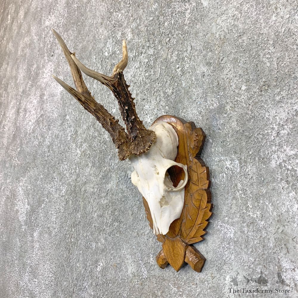 Roe Deer Plaque Mount For Sale #23594 @ The Taxidermy Store
