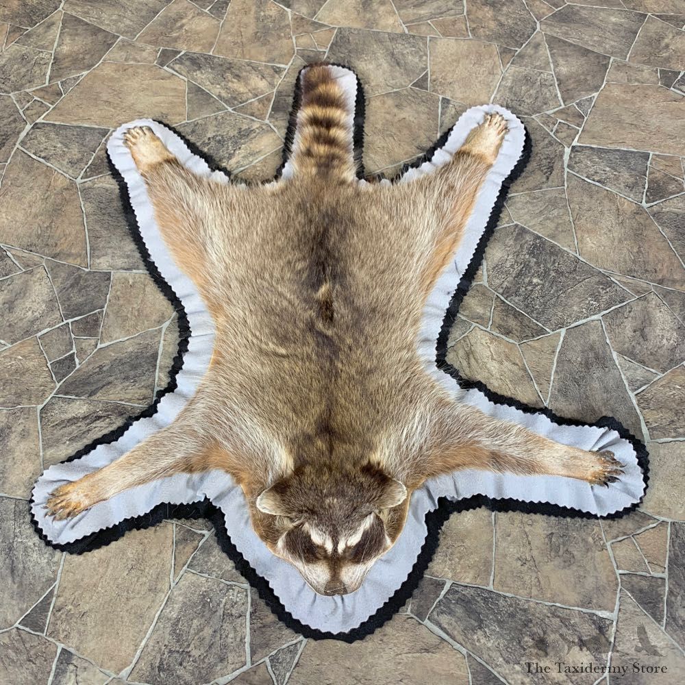 Raccoon Taxidermy Rug For Sale #23664 @ The Taxidermy Store