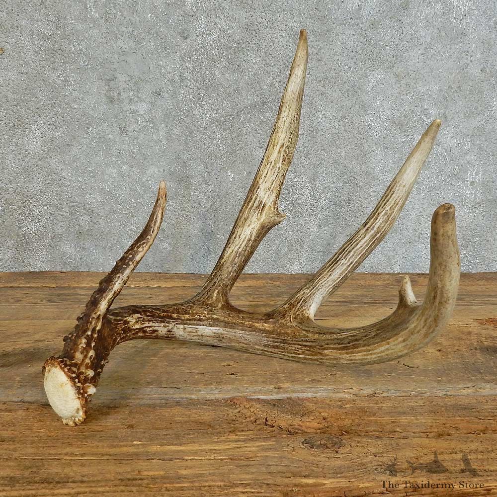 Whitetail Deer Antler Shed For Sale #16160 @ The Taxidermy Store