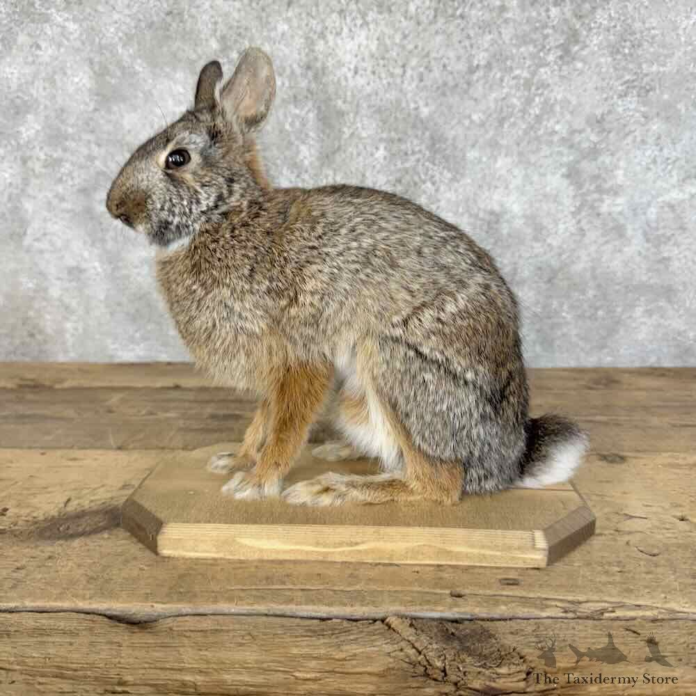 Eastern Cottontail Rabbit Life-size Mount For Sale #31124 @ The Taxidermy Store