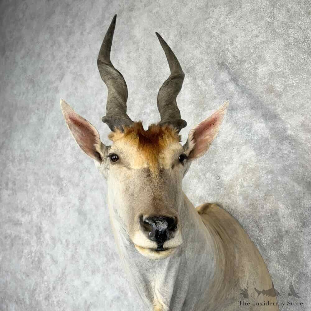Common Cape Eland Shoulder Mount For Sale #30425 @ The Taxidermy Store