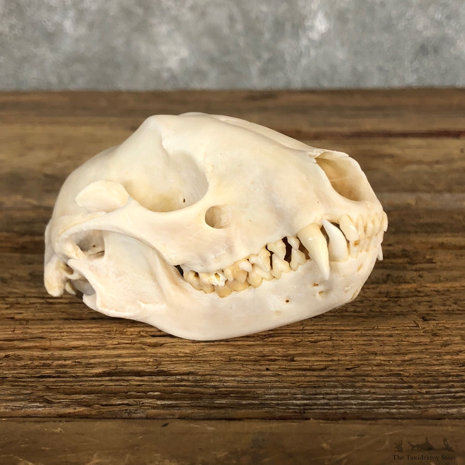 Raccoon Taxidermy Full Skull Mount #19859 For Sale @ The Taxidermy Store