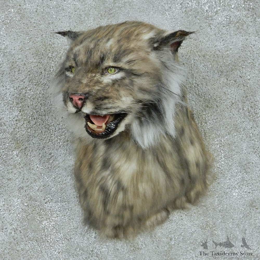 Reproduction Black Lynx Shoulder Mount #16418 For Sale @ The Taxidermy Store
