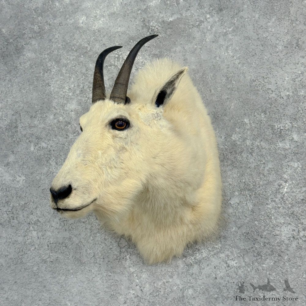 Mountain Goat Shoulder Mount For Sale #32410 @ The Taxidermy Store