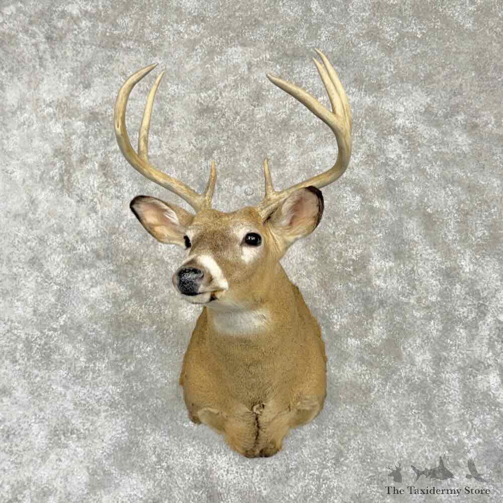 Whitetail Deer Shoulder Mount For Sale #31778 @ The Taxidermy Store